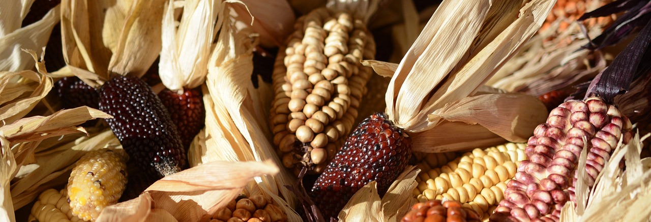 Dlaczego mielona kukurydza jest stosowana jako pasza dla zwierząt?